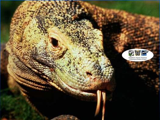 Monitor Lizards may be like Largest