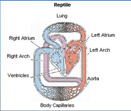 Reptile Lungs- Another Adaptation to Life on Land A more efficient respiratory system