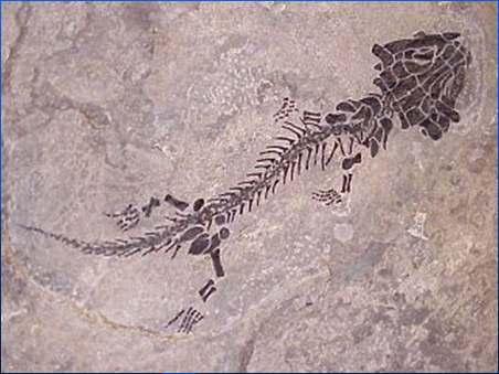 TRANSITION FOSSILS show that there was a slow and steady