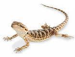 Reptiles Before you make a decision about adding a reptile to your family, be sure you know whether or not reptiles are allowed where you live!