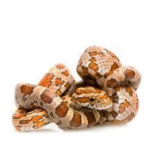 Fundamentals to be considered when choosing your reptile pet. 1. Research Before you bring a reptile into your home, you need to know everything about the animal's care requirements.