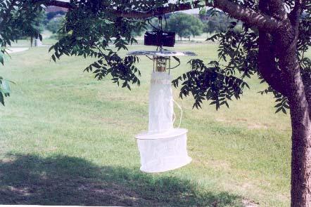 Figure 6. SSAM trap with collection net shown suspended from tree limb Figure 7.