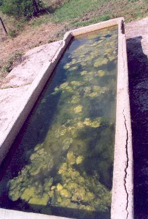 Figure 79. A livestock watering trough that can provide habitat for mosquito larvae.