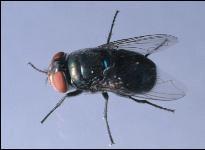 Figure 11. Blow fly. Adults may lay as many as 1,000 eggs in a lifetime in batches of 100 to 250.