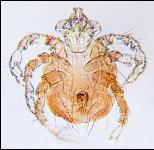 Figure 15. Demodectic mange mite. Little is known of the life cycle of this mite. Control is difficult because of the depth of the mites in the skin.