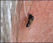 Figure 7. Black fly. The black fly life cycle begins with eggs being deposited on logs, rocks or solid surfaces in swiftly flowing streams.