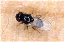 Larvicides are chemicals applied to manure to kill house fly maggots. They are effective in reducing house fly breeding when applied thoroughly.