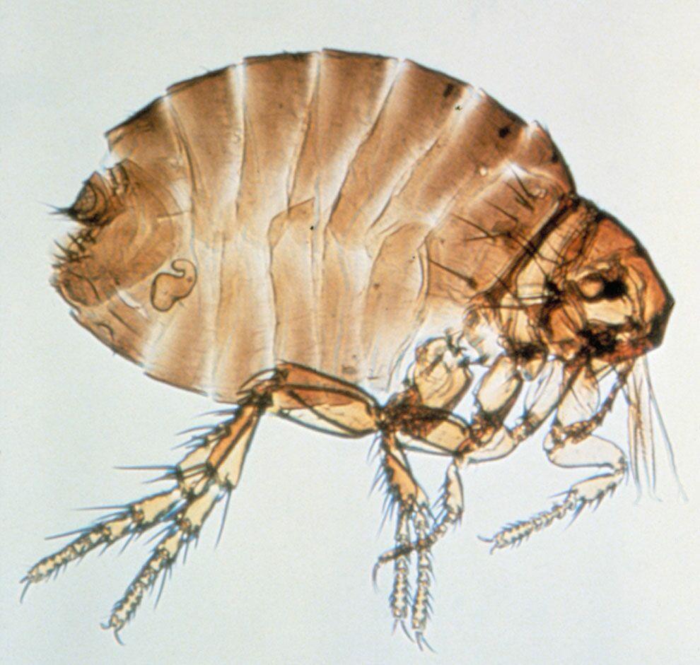 External Parasites of Poultry 5 Figure 9. House fly. Credits: J. F. Butler, University of Florida Figure 8. Sticktight flea. Credits: J. F. Butler, University of Florida The adult males and females of the sticktight flea are usually found on the heads of fowl.