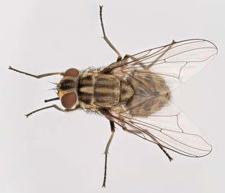 Stomoxys calcitrans - stable fly Morphology Resembles