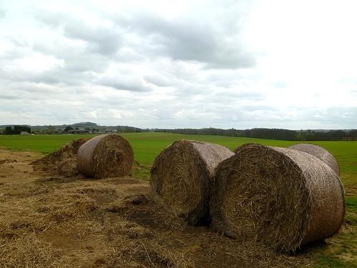 Life cycle Breed in decaying hay/straw/silage, rotting