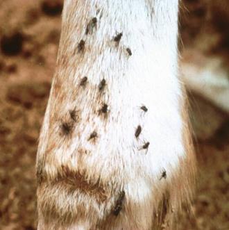 Pathology Bites are extremely painful. Feed on cattle, horses, man.