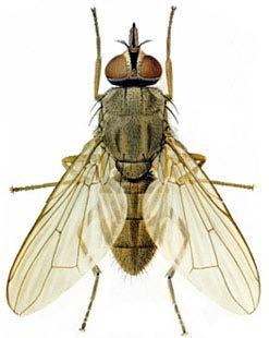Haematobia irritans - horn fly