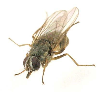 fly but smaller & more slender