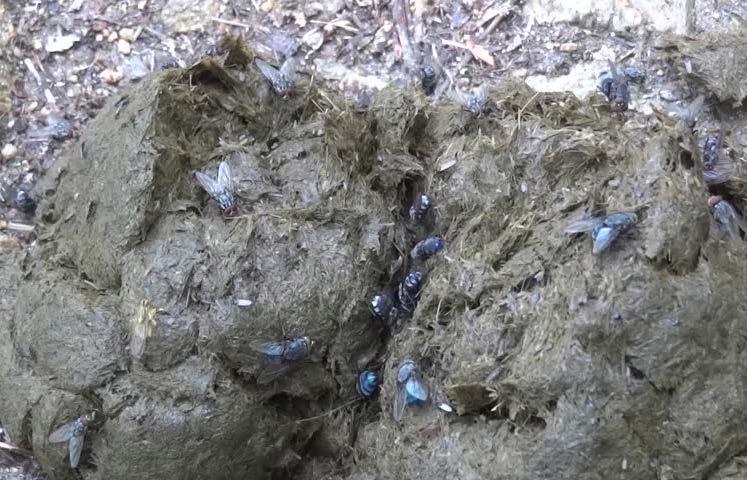 Haematobia irritans - horn fly Life cycle Eggs deposited on freshly passed cow manure.