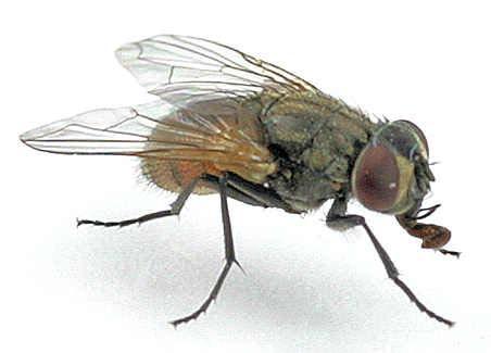 Musca domestica - house fly Morphology - have