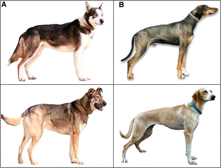 H. J. Huson et al.: Genome-wide association analysis 179 and coat type, however, can vary depending upon racing style, geographic location, lineage, and cross breeding to purebred lines.