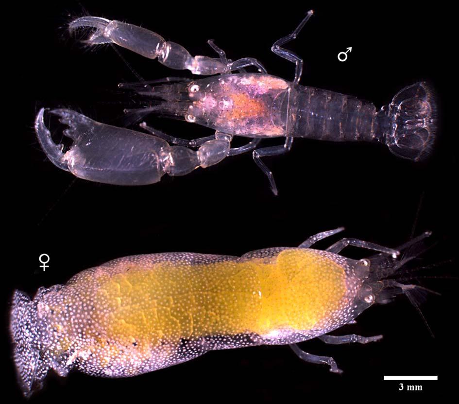 New records of pontoniine shrimp genus Onycocaris Nobili 295 Fig. 9. Onycocaris rudolfi sp.n., holotype male (UF: Arthropoda: 16256) and ovigerous female (UF: Arthropoda: 16257), Moorea.