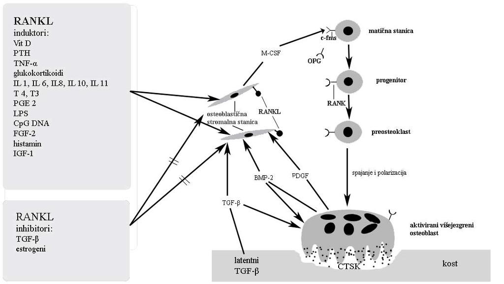 različite molekule nužne za osteoklastogenezu, od kojih je važno spomenuti čimbenik poticanja rasta kolonija monocita (M-CSF, od engl.
