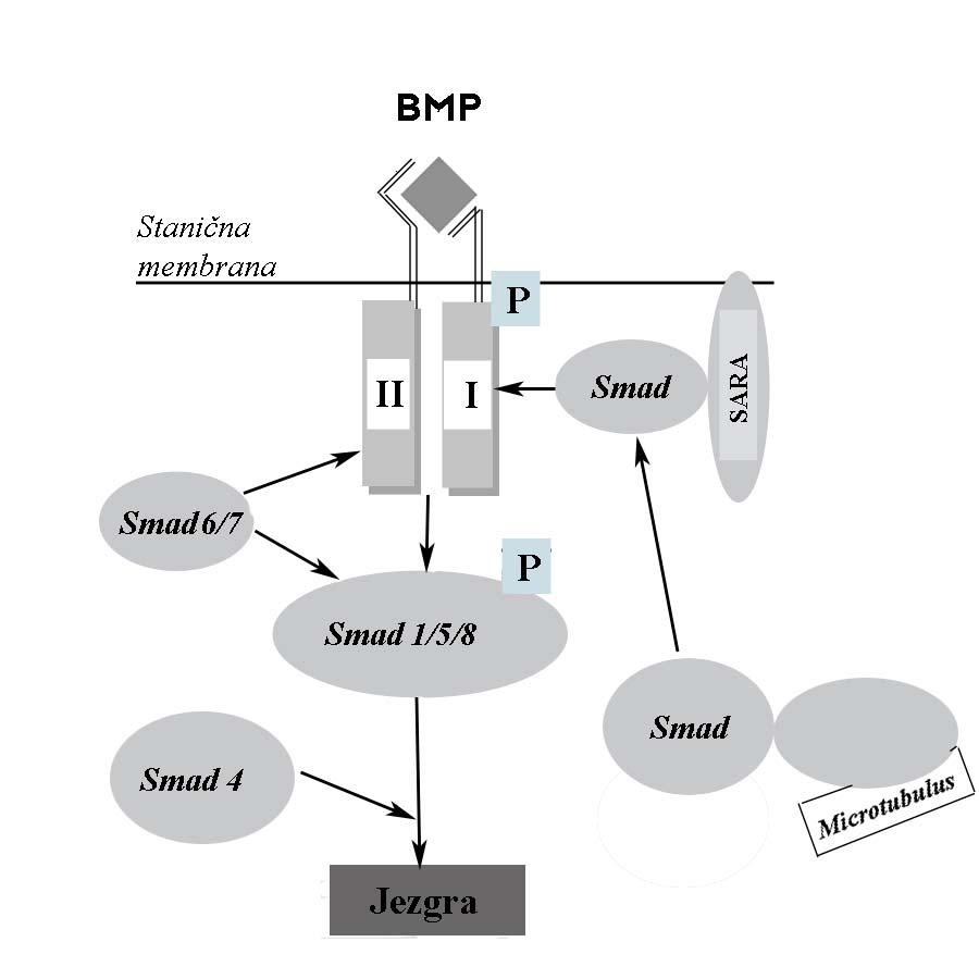 kompleks drugih glasnika prenosi signale u jezgru preko kompleksa SMAD koji, uz cijeli niz koaktivatora i korepresora, stvaraju preduvjet za aktivaciju ciljnih gena (primjerice, gena BMP-2 i BMP-4)