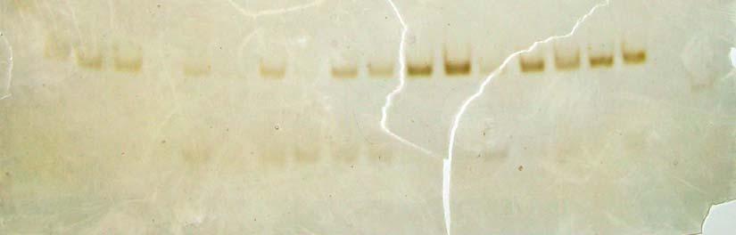 homozigot tipa GG ; Linija 20: standard DNA X. 8.7.2.5.