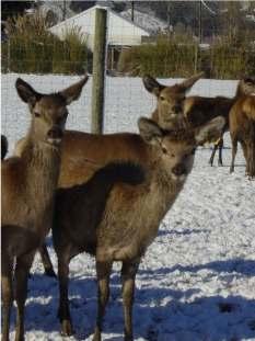 NORTH CANTERBURY DEER INDUSTRY FOCUS FARM PROJECT DEER PARASITE WORKSHOP TUESDAY 29 TH