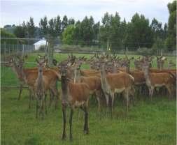 SOME QUESTIONS FARMERS ASK How do I know if my deer have parasites? When should I start worming my weaners?