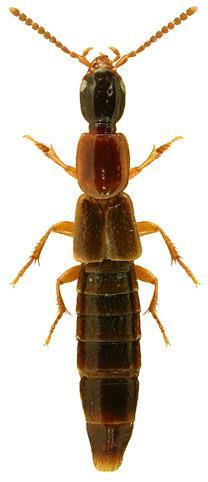 Exposed segments of the abdomen reddish-brown with most of segments 4-5 dark-brown to black. Length 5.5-7.0 mm.