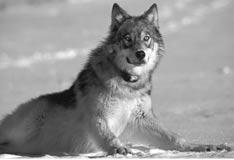 4 Wolf Population Number of deaths n Number of wolves was found dead at the base of a cliff near the headwaters of Timothy Creek.