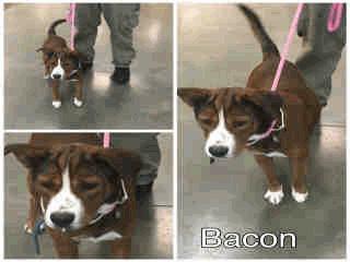 Labrador Retr/Mix ADOPT Z-23 Bacon - 4 Years Old Male