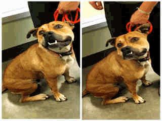 A256876 Tan Pit Bull ADOPT Z-49 Angel - 1 Year 1 Month Old