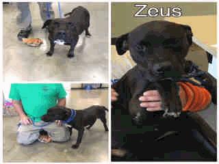 ADOPT Z-52 Junior - 2 Years Old Male 05/04/16 05/04/16