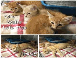 STRAY FE03 Lolly Pop - 2 Months Old Female 06/24/16 06/24/16 VERF STRAY A257065 Org Tabby Domestic Sh STRAY FE07 Cinder - 2 Months Old AVAILABLE