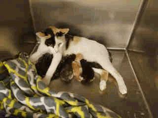 STRAY A257002 Org Tabby/White Domestic Sh STRAY FE13 Myrtle - No Age Old Female RES ONLY A257106 White/Orange Domestic Sh STRAY FE16 Pepper - 3 Months
