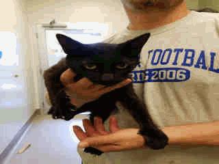 FELINESP11 Riley - 1 Year 2 Months Old Female 05/31/16 05/31/16 AVAILABLE A256629 Black/Black