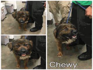 Years Old Female 06/06/16 06/13/16 RES ONLY A256729