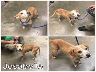 ADOPT Z-25 Jesabelle - No Age Old Female 05/06/16 05/12/16 RES ONLY A256322 Tan Pit Bull