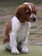 Spaniel Puppy, Brown and 07/00011/ABAN Clumber Spaniel