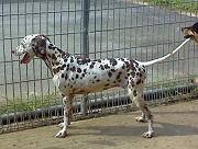 Speckled Speckled Whippet