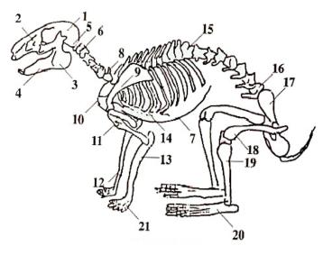SENIOR DIVISION Anatomy and Physiology 1. Using the skeleton diagram, point to the Pelvis.
