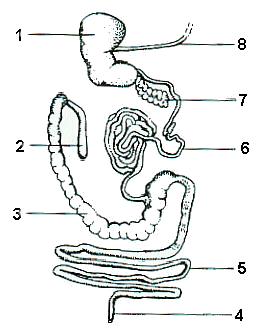 2. Locate the part on the diagram where most of the digestion