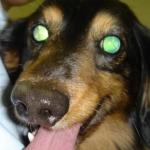 Eye Disease There are a number of inherited eye disorders that can affect Dachshunds and we are fortunate to have DNA tests for two of them: cord1 PRA and NPHP4 Day Blindness.