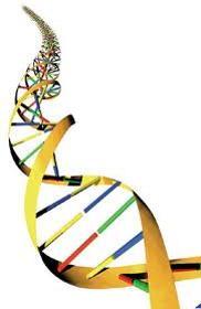 Genetics Genetics is the study of genes, inheritance and variation in living things.