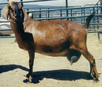 goats Primary maternal infection acquired
