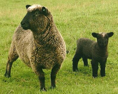Congenital Toxoplasmosis Sheep > Goats Major cause of abortion Fetus may be