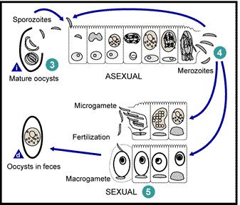 General Morphology Intestinal stages Same as for