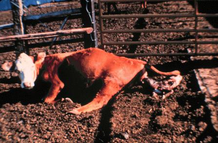 Clinical signs Cattle Abortion is major clinical sign