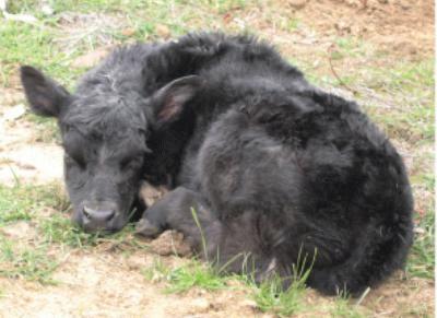 Clinical signs Cattle Infected calves born alive
