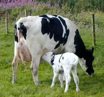 Clinical signs Cattle Calves may also be born infected without clinical signs (1) Persistent