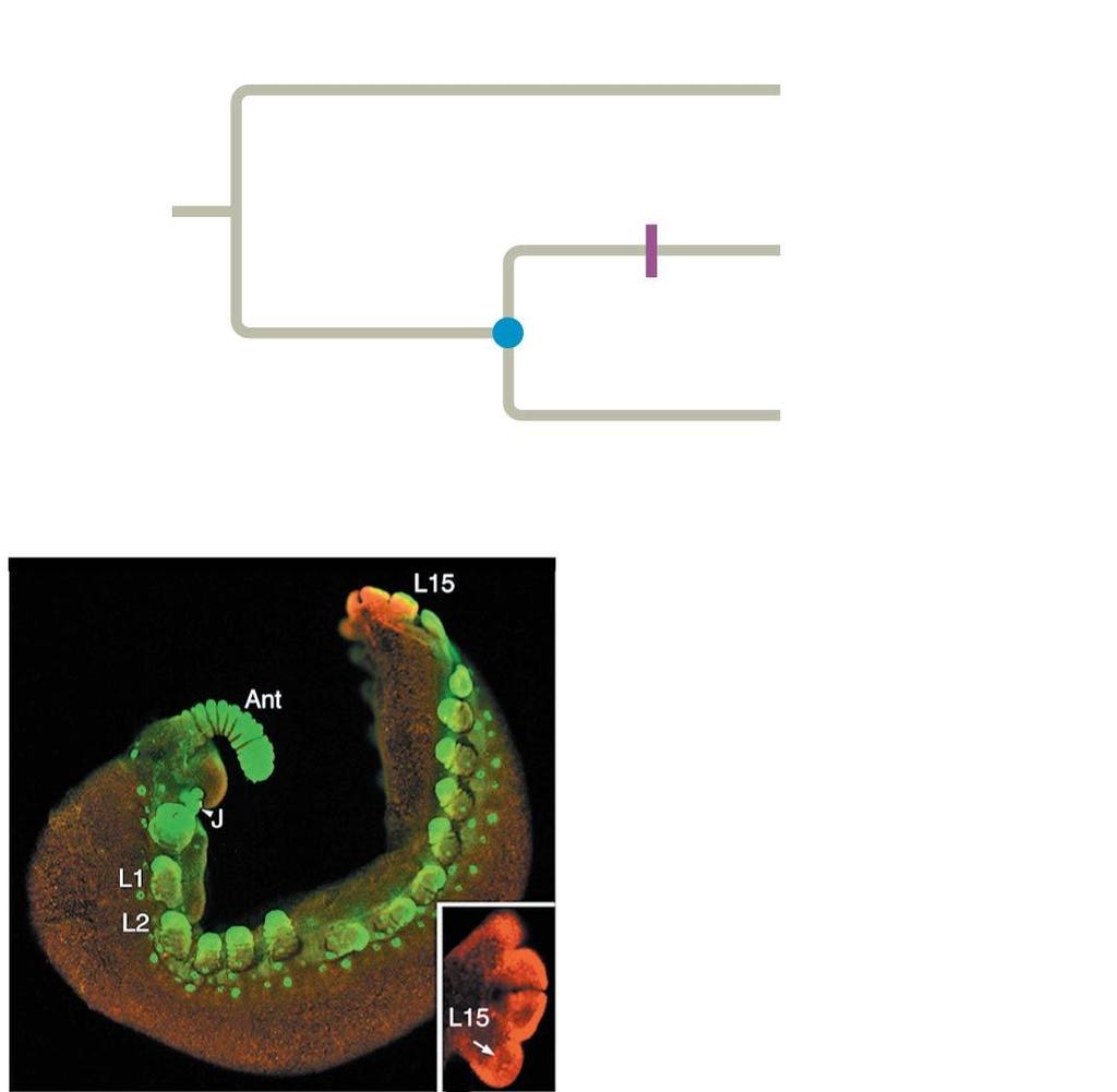 Figure 27.12 Experiment Origin of Ubx and abd-a Hox genes?