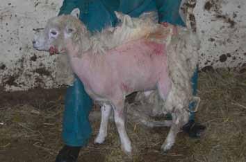 Mites can exist off the sheep and remain infective for up to 16 days.